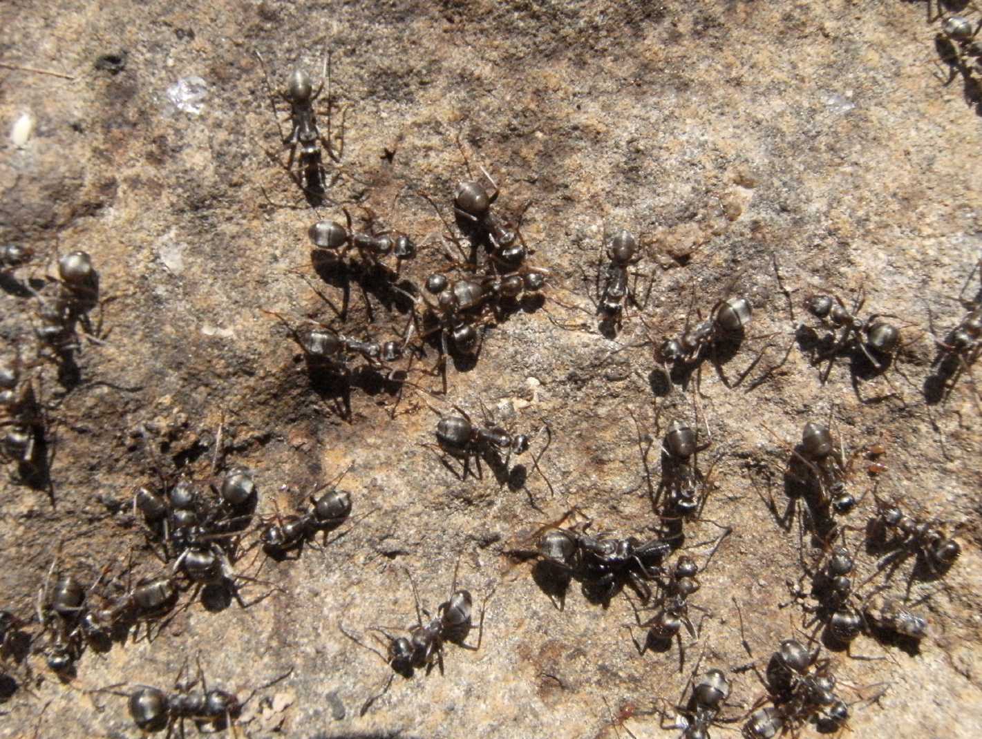 Formiche (gruppo cinerea?)